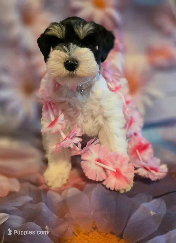 AKC Girl "Pinkie" – Miniature Schnauzer puppy for sale in Owasso, OK