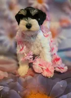 AKC Girl "Pinkie", a female Miniature Schnauzer for sale in Owasso, OK – 1 of 9