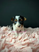 Evie, a female Biewer for sale in Lathrop, CA – 3 of 4
