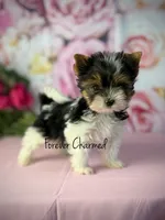Kit, a female Biewer for sale in Lathrop, CA – 3 of 7