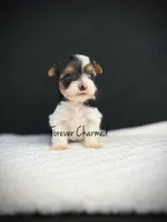 Kit, a female Biewer for sale in Lathrop, CA – 2 of 4