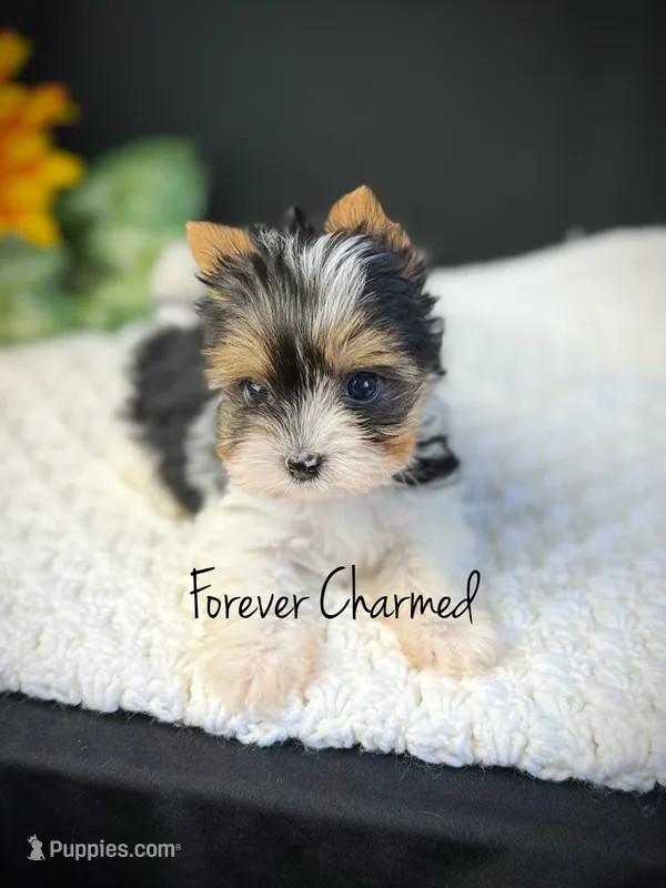 Kit – Biewer puppy for sale in Lathrop, CA