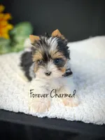 Kit, a female Biewer for sale in Lathrop, CA – 1 of 4