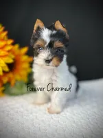 Evie, a female Biewer for sale in Lathrop, CA – 1 of 4