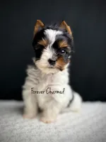 Evie, a female Biewer for sale in Lathrop, CA – 4 of 4