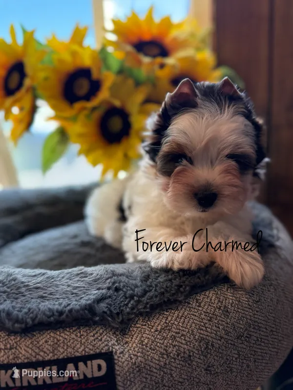 Mochi – Biewer puppy for sale in Lathrop, CA