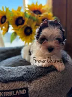 Mochi, a male Biewer for sale in Lathrop, CA – 1 of 3