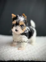 Kit, a female Biewer for sale in Lathrop, CA – 3 of 4