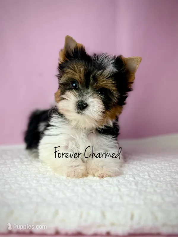 Kit – Biewer puppy for sale in Lathrop, CA