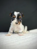 Evie, a female Biewer for sale in Lathrop, CA – 2 of 4