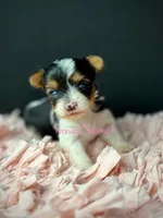 Kit, a female Biewer for sale in Lathrop, CA – 4 of 4