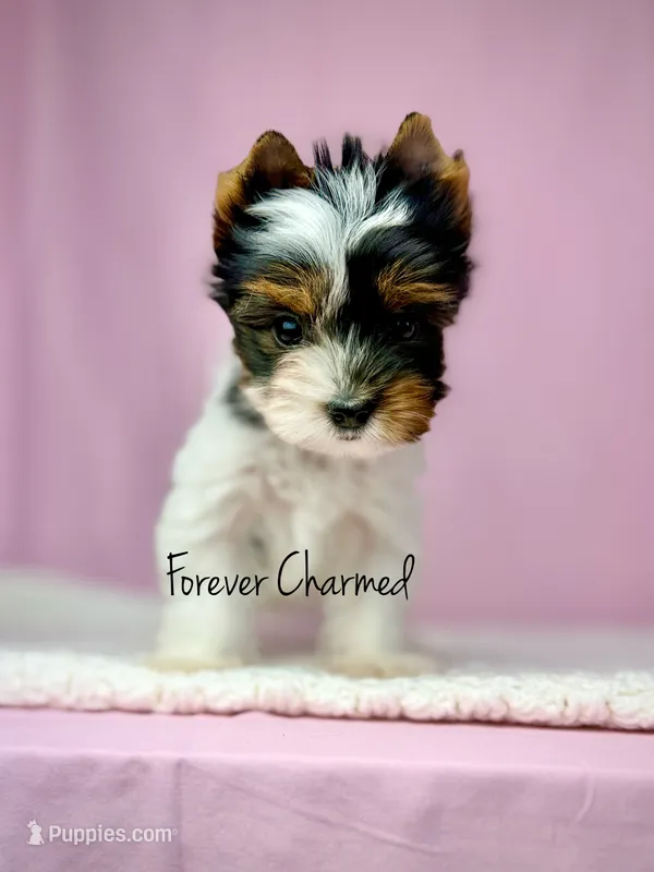 Evie – Biewer puppy for sale in Lathrop, CA