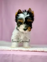 Evie, a female Biewer for sale in Lathrop, CA – 1 of 5