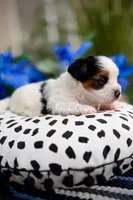 Mochi, a male Biewer for sale in Lathrop, CA – 3 of 3
