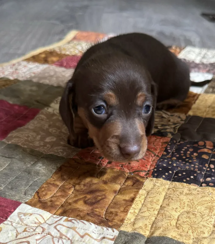 Freedom  – Miniature Dachshund puppy for sale in Ashland, AL