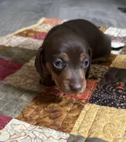 Freedom , a male Miniature Dachshund for sale in Ashland, AL – 1 of 2
