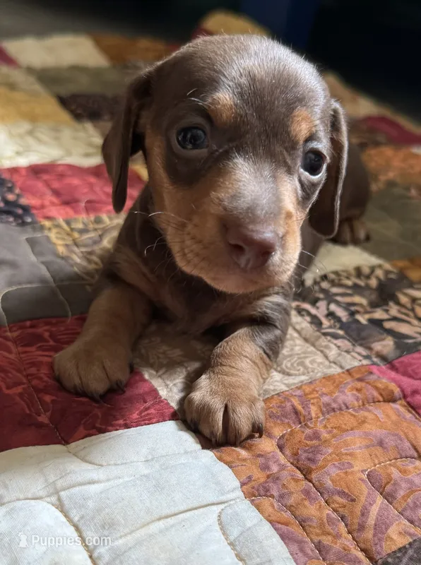 Justice  – Miniature Dachshund puppy for sale in Ashland, AL