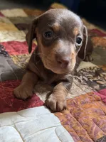 Justice , a male Miniature Dachshund for sale in Ashland, AL – 1 of 2