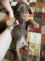 Justice , a male Miniature Dachshund for sale in Ashland, AL – 2 of 2