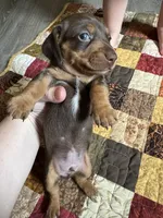 Freedom , a male Miniature Dachshund for sale in Ashland, AL – 2 of 2