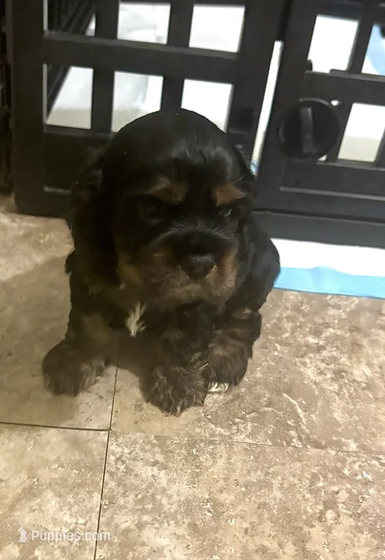 Sprout – Cocker Spaniel puppy for sale in Holliday, TX