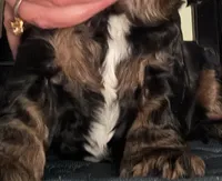 Sprout, a male Cocker Spaniel for sale in Holliday, TX – 2 of 4