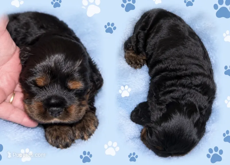 Sprout – Cocker Spaniel puppy for sale in Holliday, TX