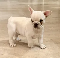 Leo, a male French Bulldog for sale in Toms River, NJ – Photo 3 of 9