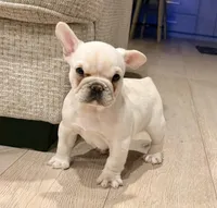 Leo, a male French Bulldog for sale in Toms River, NJ – Photo 5 of 9