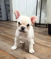 Leo, a male French Bulldog for sale in Toms River, NJ – Photo 6 of 9