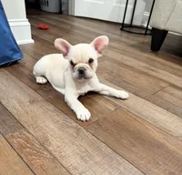 Leo, a male French Bulldog for sale in Toms River, NJ – Photo 9 of 9