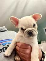 Leo, a male French Bulldog for sale in Toms River, NJ – Photo 7 of 9