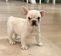 Leo, a male French Bulldog for sale in Toms River, NJ – Photo 1 of 9