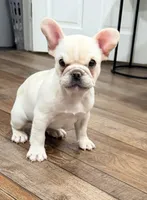 Leo, a male French Bulldog for sale in Toms River, NJ – Photo 4 of 9