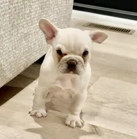 Leo, a male French Bulldog for sale in Toms River, NJ – Photo 2 of 9