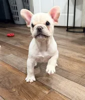 Leo, a male French Bulldog for sale in Toms River, NJ – Photo 8 of 9