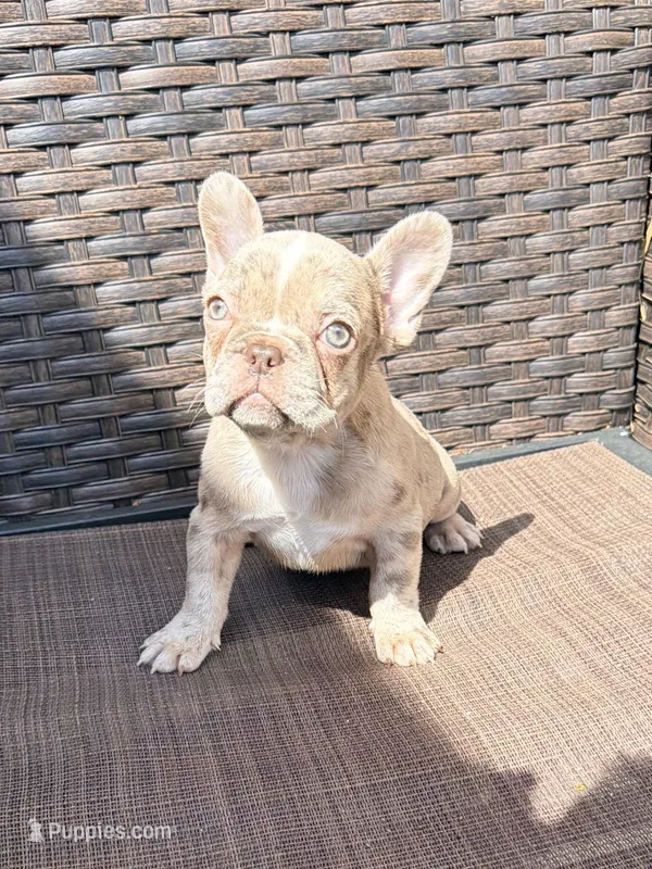 Zoey, a female French Bulldog for sale in Toms River, NJ – Photo 1 of 5