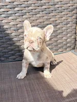 Zoey, a female French Bulldog for sale in Toms River, NJ – Photo 1 of 5