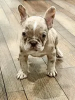 Zoey, a female French Bulldog for sale in Toms River, NJ – Photo 3 of 5