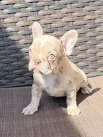 Zoey, a female French Bulldog for sale in Toms River, NJ – Photo 2 of 5