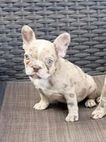 Zoey, a female French Bulldog for sale in Toms River, NJ – Photo 4 of 5