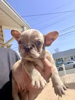 Zoey, a female French Bulldog for sale in Toms River, NJ – Photo 5 of 5