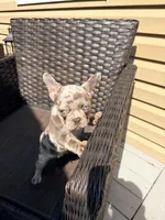 Honey, a female French Bulldog for sale in Toms River, NJ – Photo 5 of 7