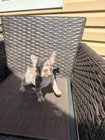 Honey, a female French Bulldog for sale in Toms River, NJ – Photo 7 of 7