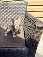 Honey, a female French Bulldog for sale in Toms River, NJ – Photo 3 of 7