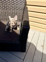 Honey, a female French Bulldog for sale in Toms River, NJ – Photo 6 of 7