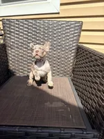 Honey, a female French Bulldog for sale in Toms River, NJ – Photo 4 of 7