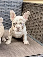 Honey, a female French Bulldog for sale in Toms River, NJ – Photo 2 of 7