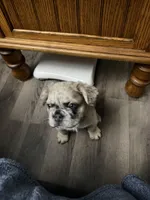 Eeyore, a male French Bulldog for sale in Enon, OH – 2 of 5