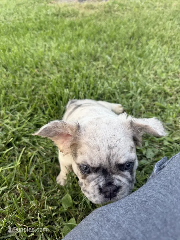 Eeyore – French Bulldog puppy for sale in Enon, OH